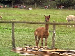 Inquisitive alpaca