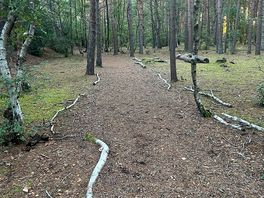 Woodland walk