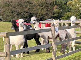 Alpacas