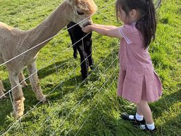 Feeding the alpaca’s