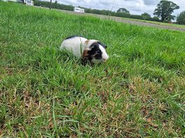 Guinea pig on pitch