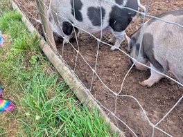 Pigs 🐖