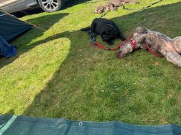 3 very happy cockapoos 🥰