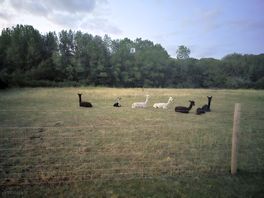 Lovely llama field