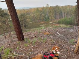 Walking the dog