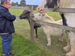 Friendly ponies