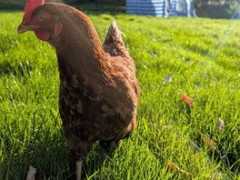 Free range chickens