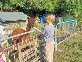 Friendly animals.