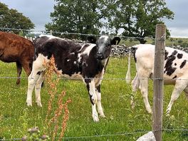 Our morning neighbours