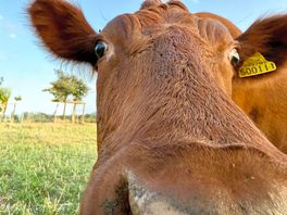 Neighbouring cow