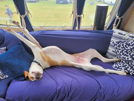 Dog loved caravan life