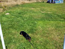 Happy dog at camp