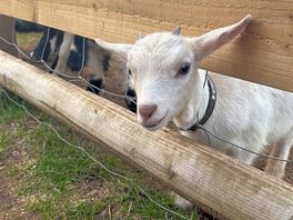 Goat