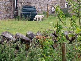 Sheep