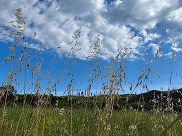 Field