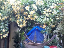 Tent among the flowers