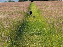 Dog walking field