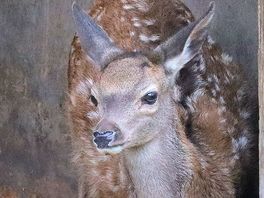 Few photos from wild boar park , which was a little walk up the road