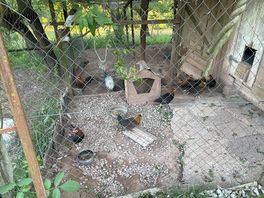 Chickens