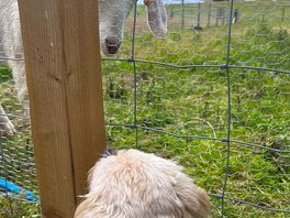 Making new friends
