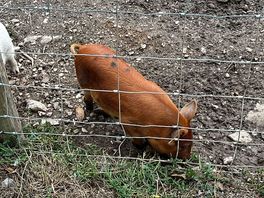 I named him jeremy