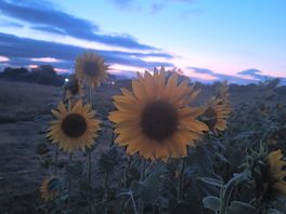 Sunflowers at dusk