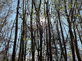 Lovely little forest area to explore