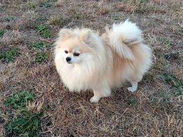 Dog freindly and great for dog walks