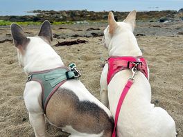 Quiet dog friendly beach