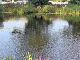 Fishing pond