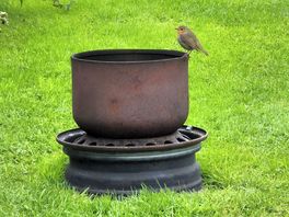 Our little visitor