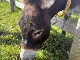 Donkey