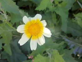 Wild flowers