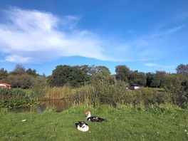Friendly ducks