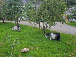 Farm animals all around