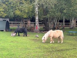 Some of the animals that are opposite the pitches