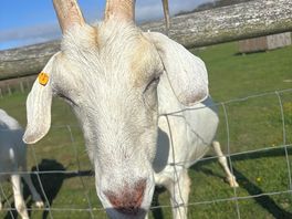 Goat
