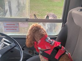 Donkeys saying hi in the bus