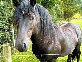Harvey the horse