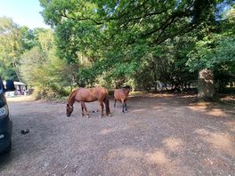 Morning visitors!