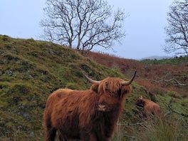 Happy coo