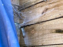 More well established cobwebs
