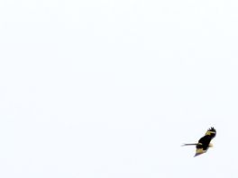Birds of pray