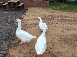Geese