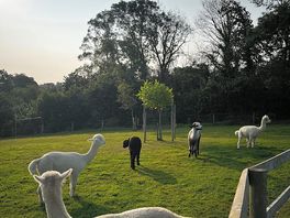 More alpacas!