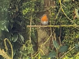 Beautiful wildlife