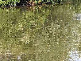 Lovely fishing lake. the ducklings were out!
