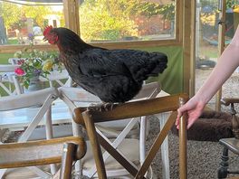 Extra guest for dinner
