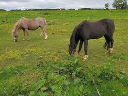 Local friendly horses