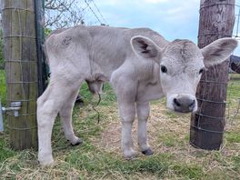 Young calf on farm
